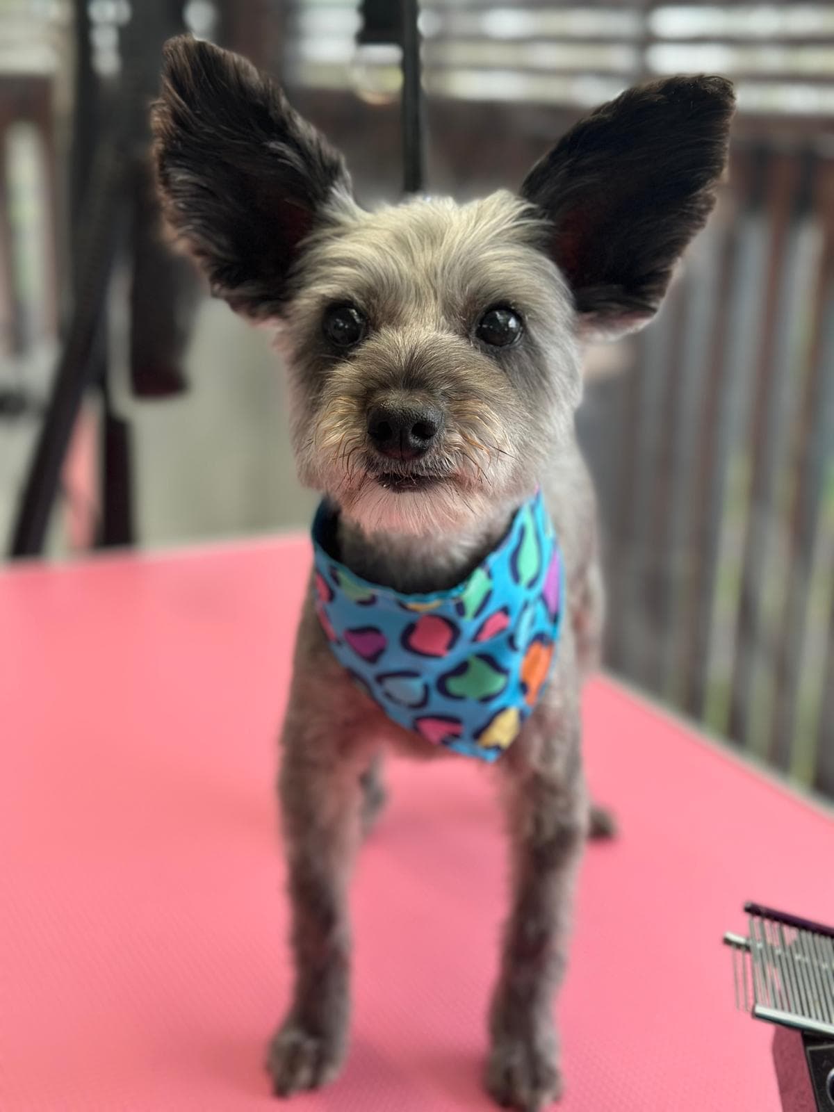 Dog grooming transformation at Pawlished Pets Stratford - after photo 1, freshly groomed and styled