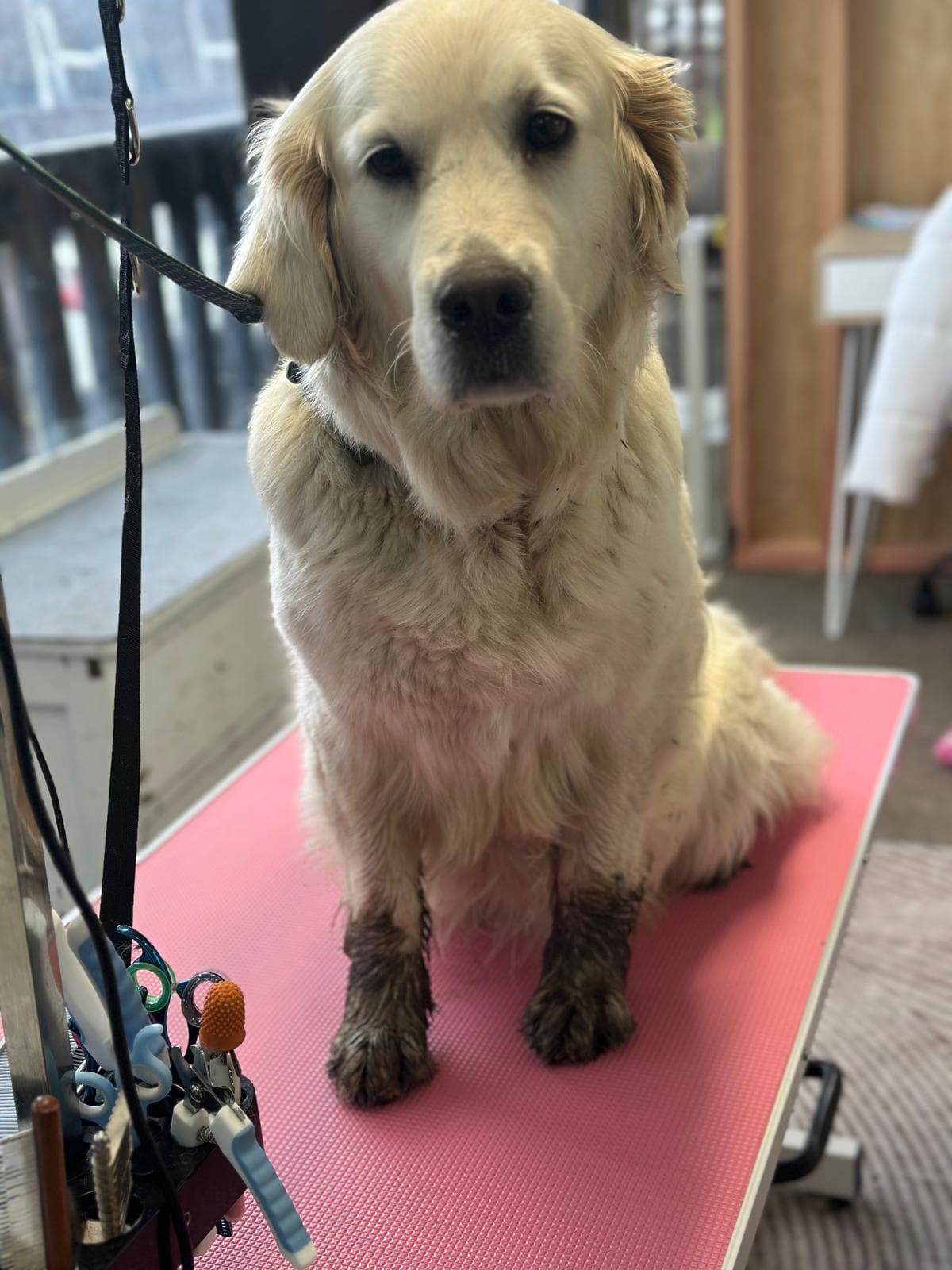 Dog grooming transformation at Pawlished Pets - before photo 2