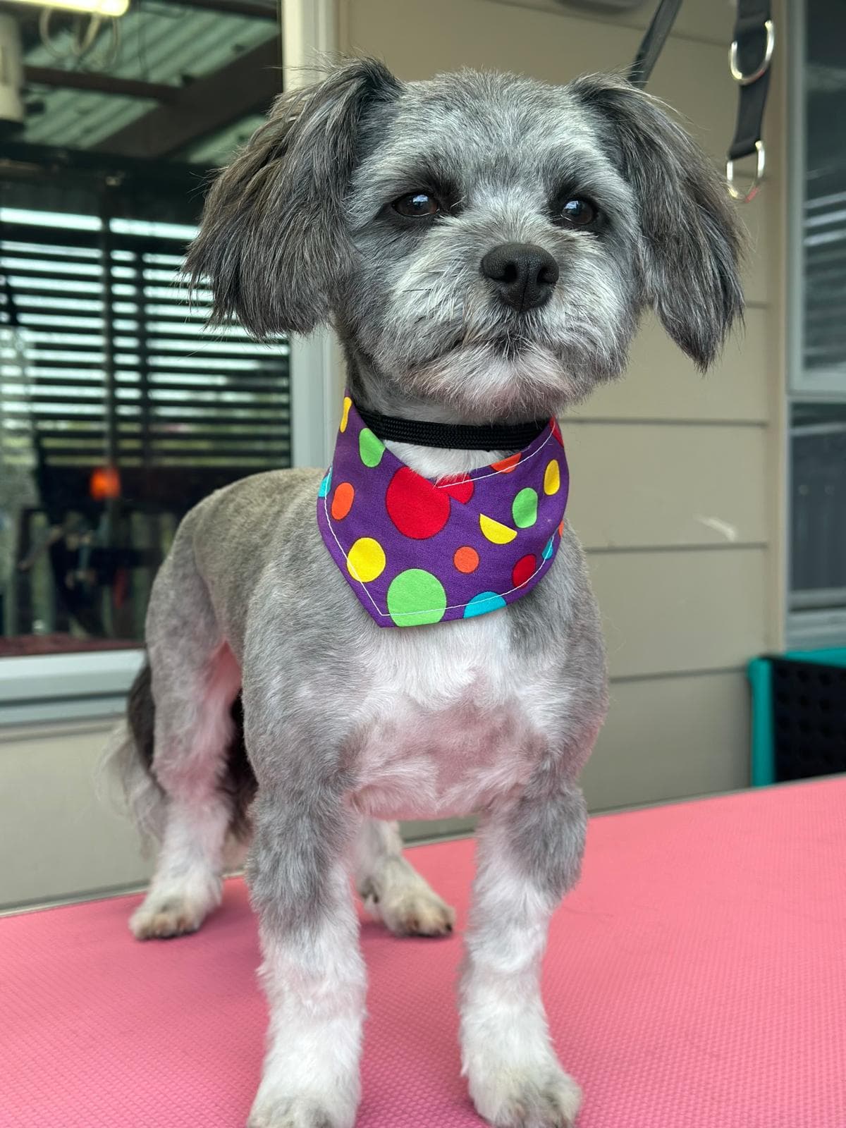 Dog grooming transformation at Pawlished Pets Stratford - after photo 3, freshly groomed and styled