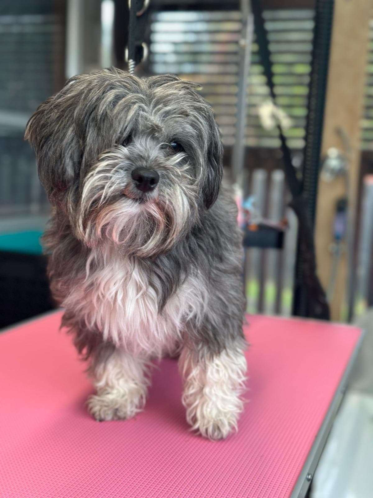 Dog grooming transformation at Pawlished Pets - before photo 3