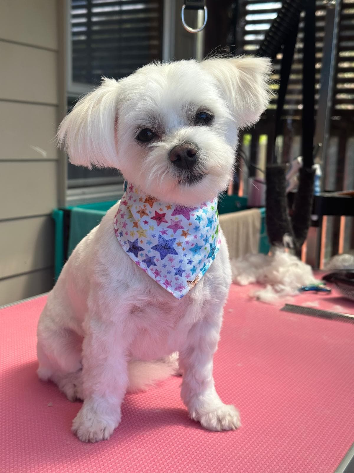 Dog grooming transformation at Pawlished Pets Stratford - after photo 4, freshly groomed and styled