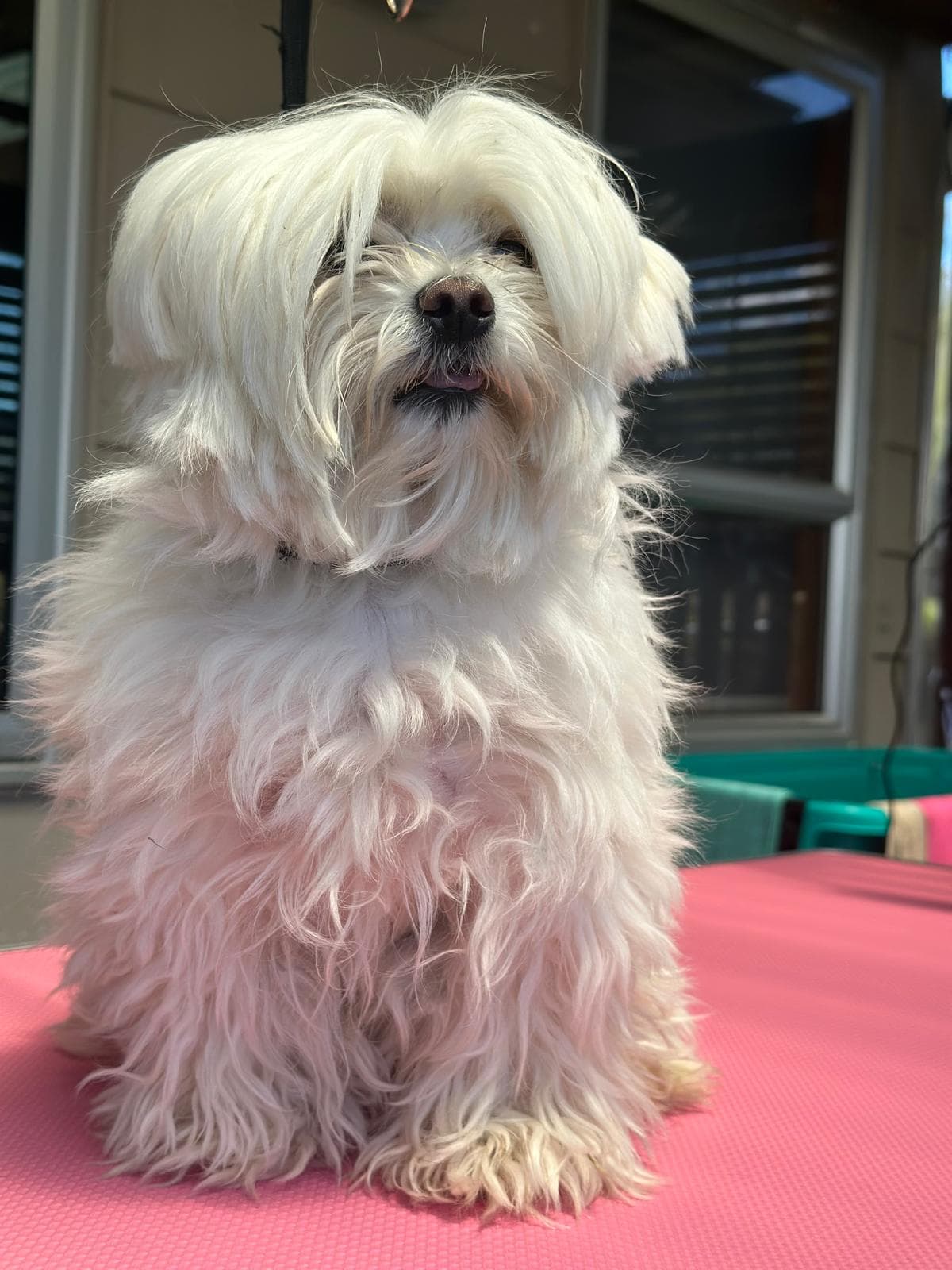 Dog grooming transformation at Pawlished Pets - before photo 4