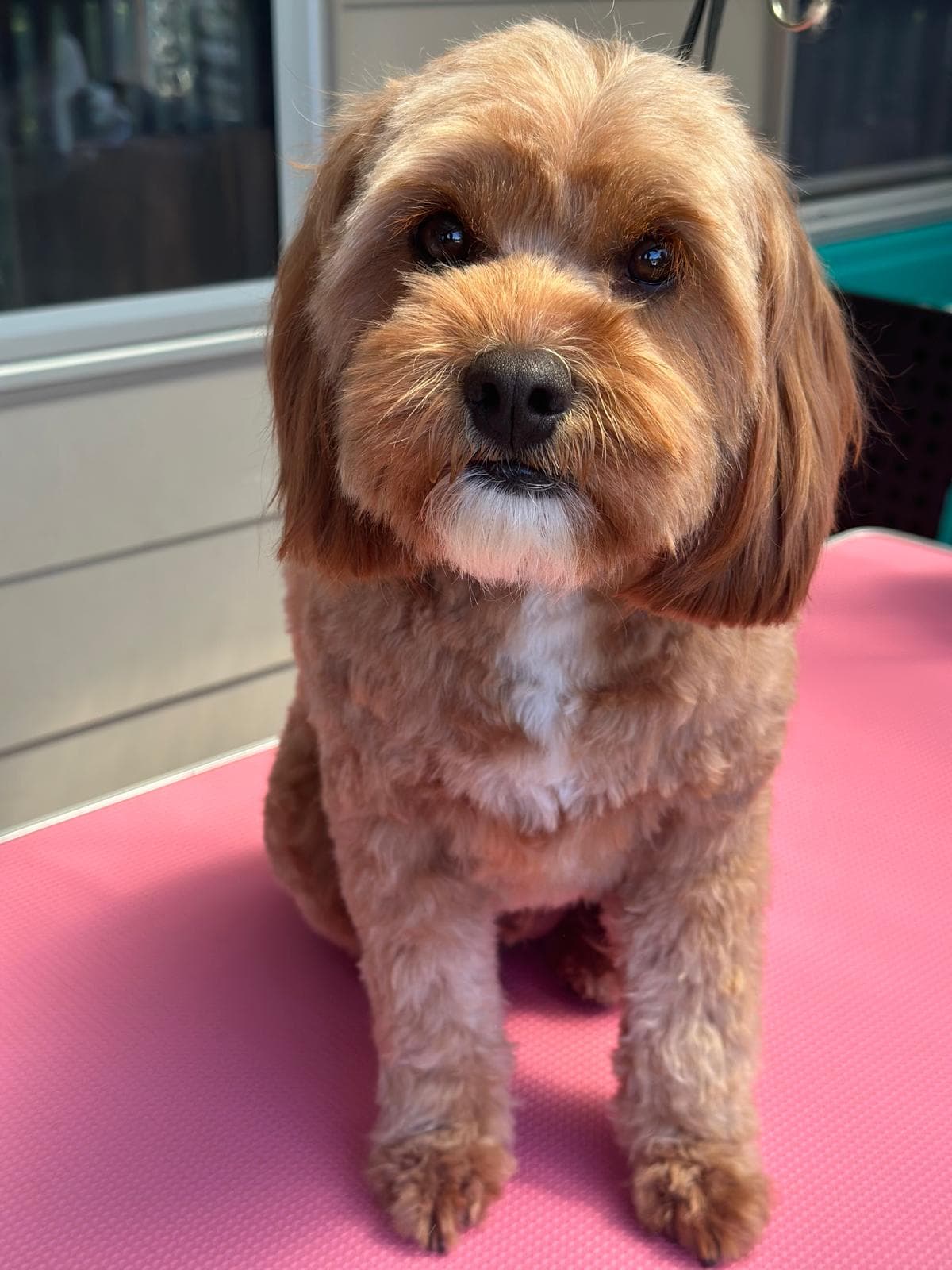 Dog grooming transformation at Pawlished Pets Stratford - after photo 5, freshly groomed and styled