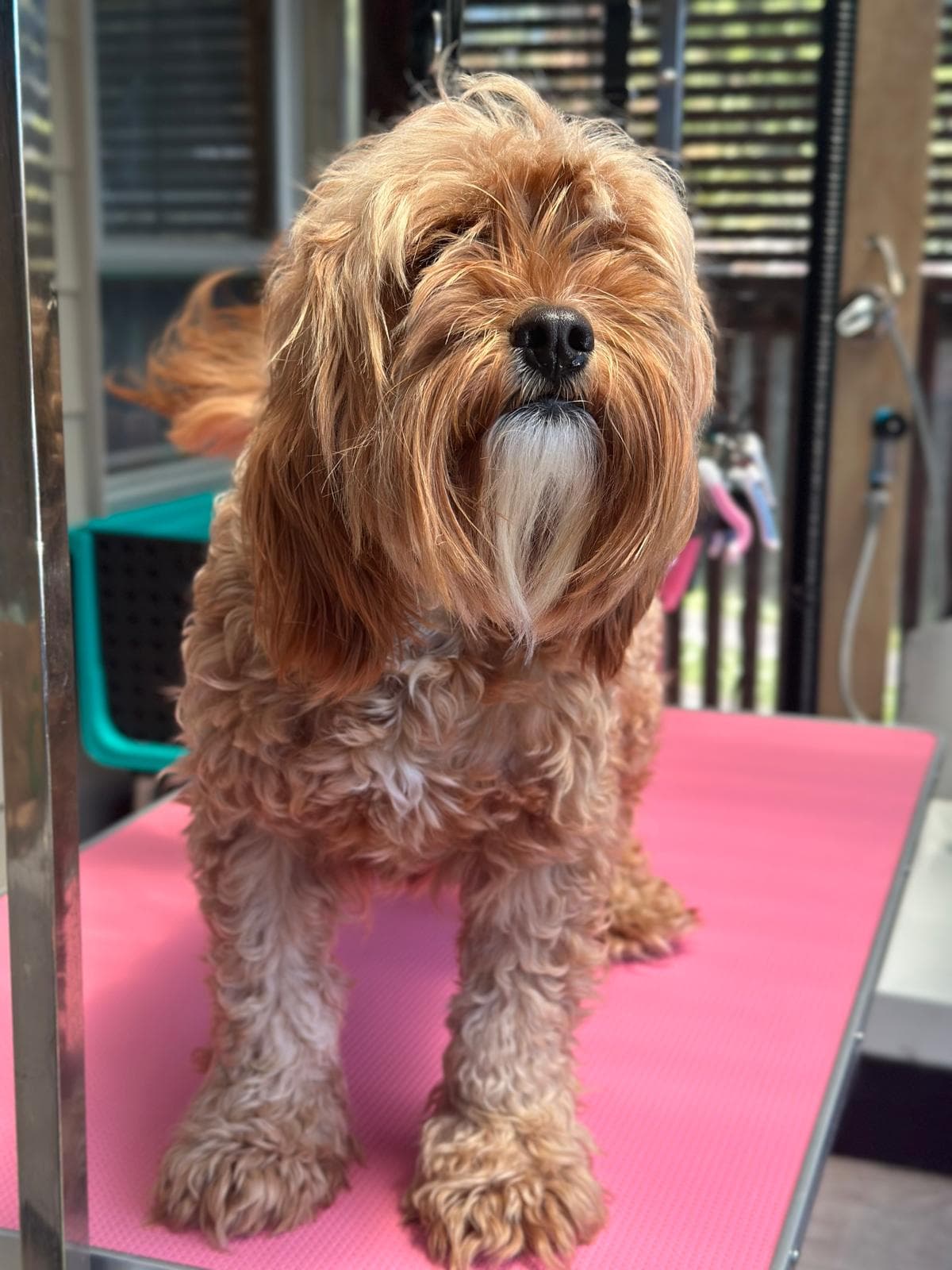 Dog grooming transformation at Pawlished Pets - before photo 5