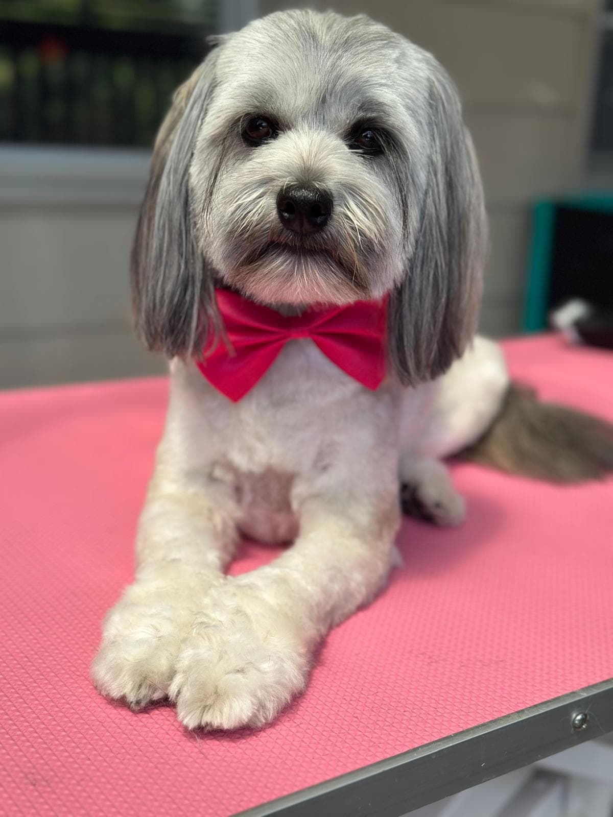 Dog grooming transformation at Pawlished Pets Stratford - after photo 6, freshly groomed and styled