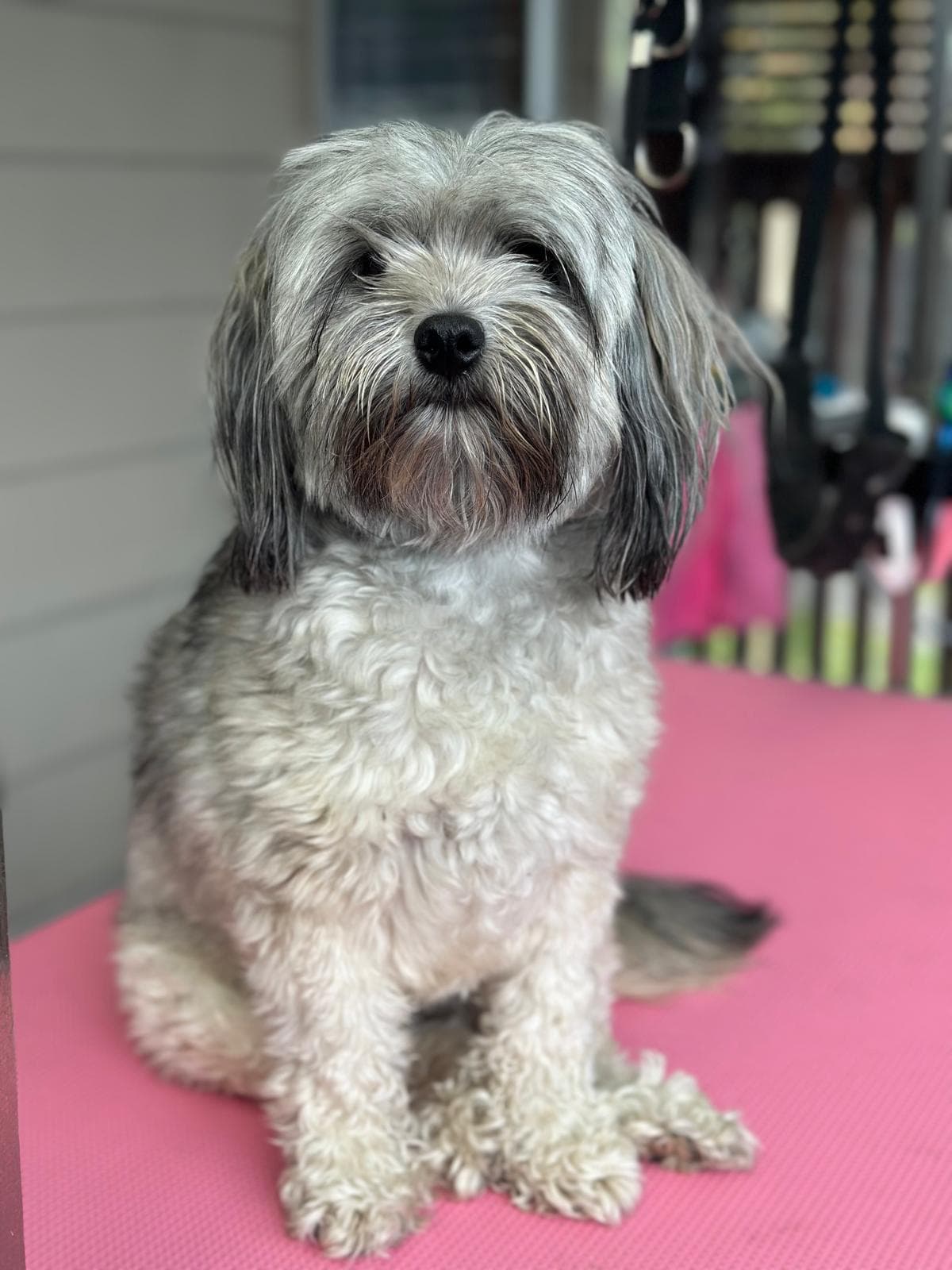 Dog grooming transformation at Pawlished Pets - before photo 6