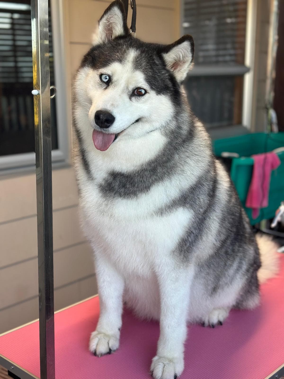 Dog grooming transformation at Pawlished Pets Stratford - after photo 7, freshly groomed and styled