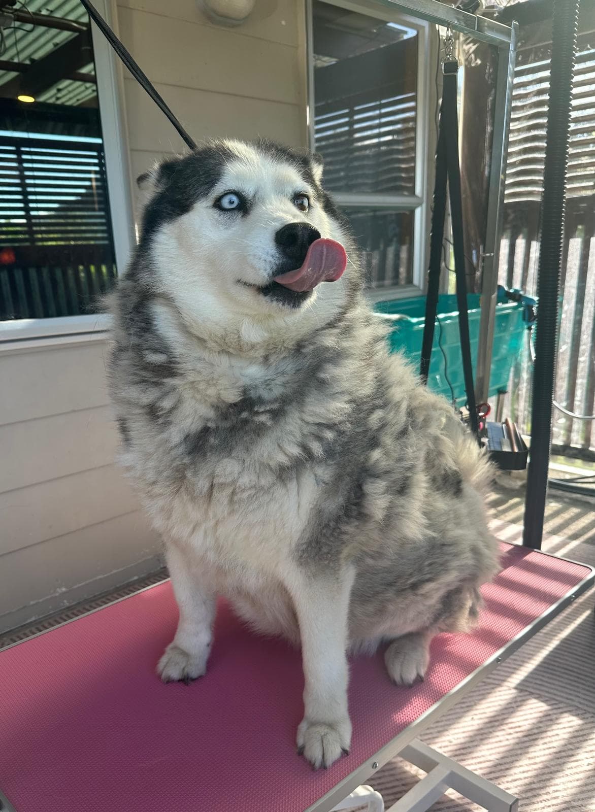 Dog grooming transformation at Pawlished Pets - before photo 7