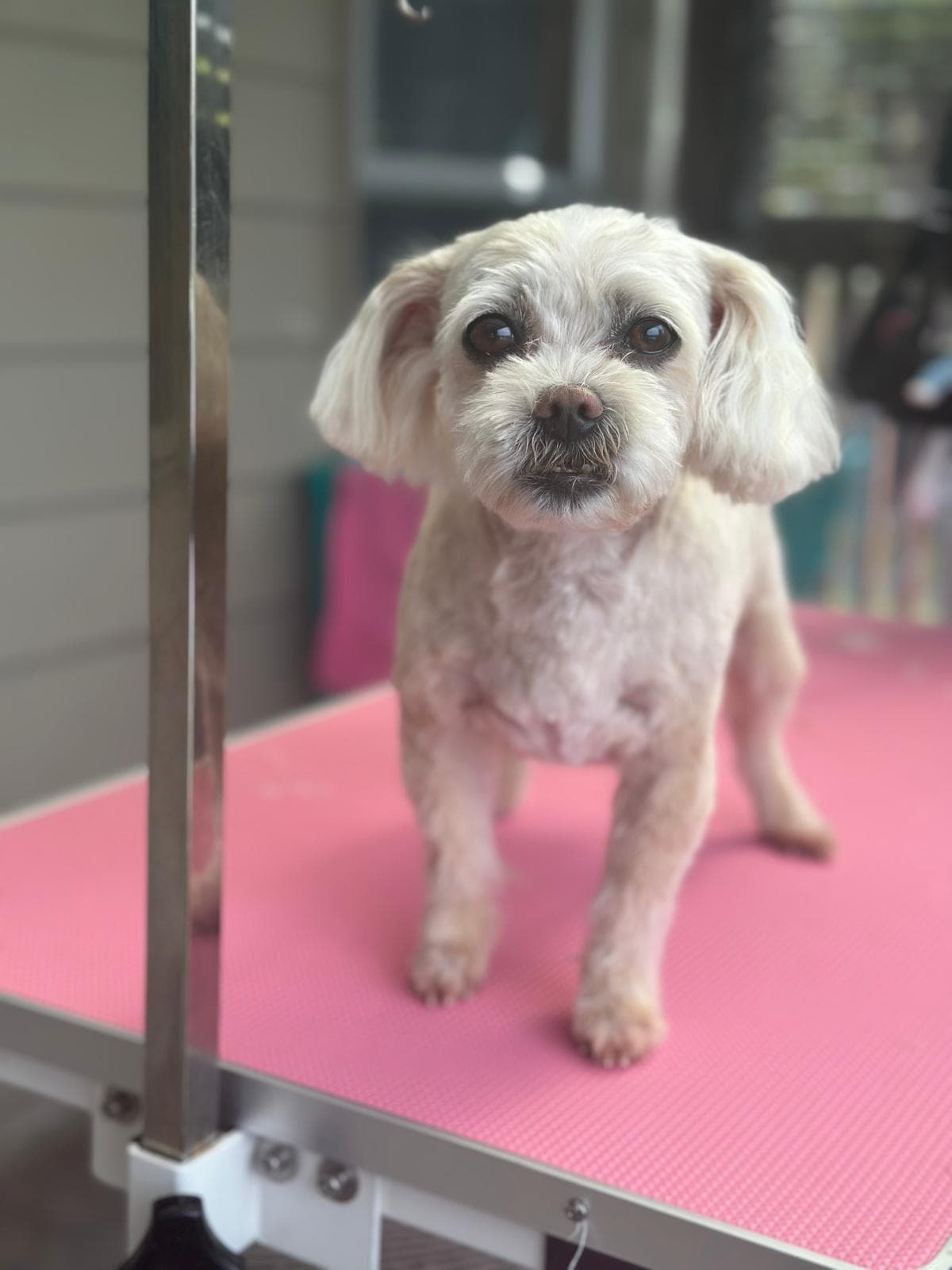 Dog grooming transformation at Pawlished Pets Stratford - after photo 8, freshly groomed and styled