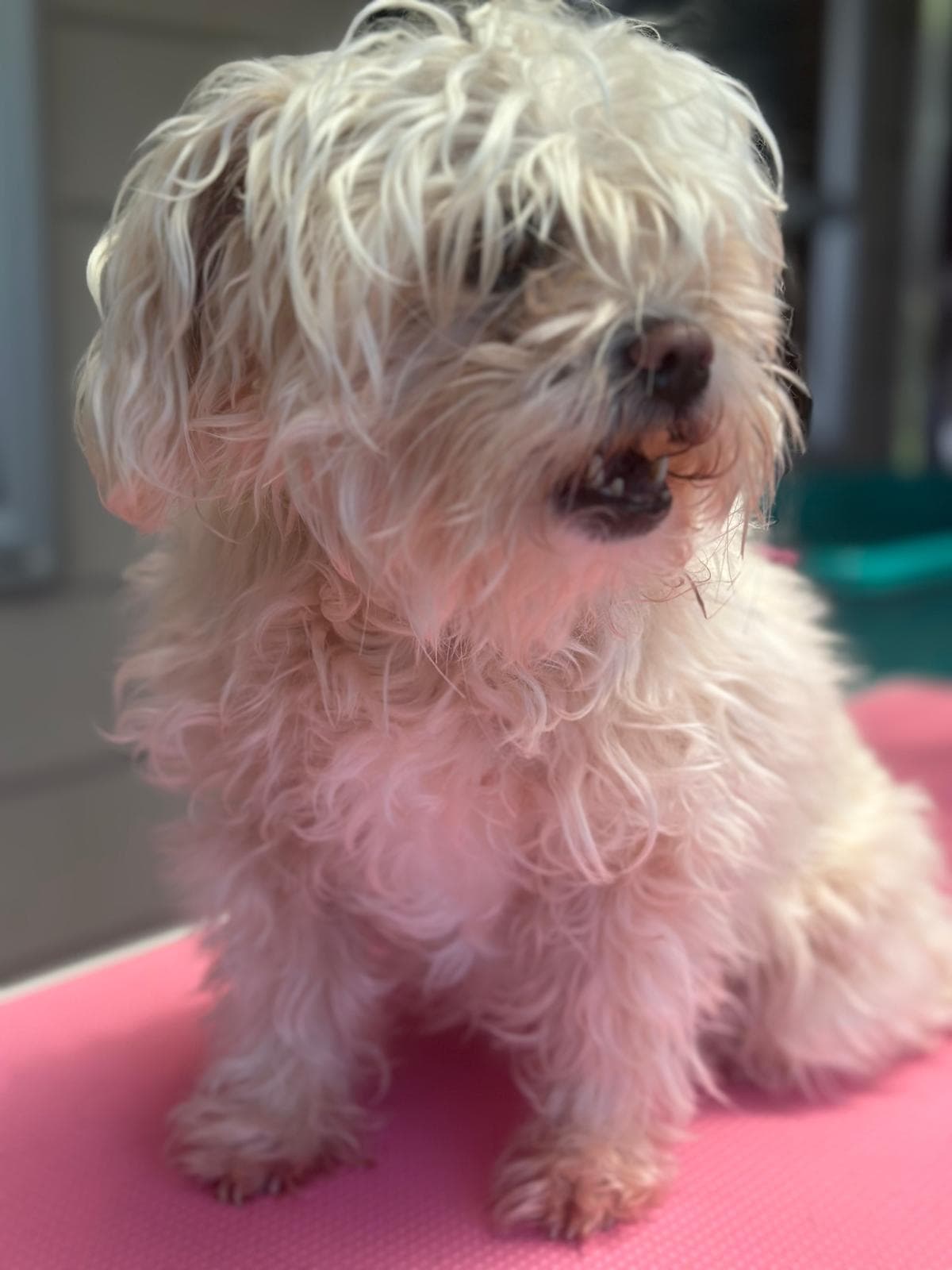 Dog grooming transformation at Pawlished Pets - before photo 8