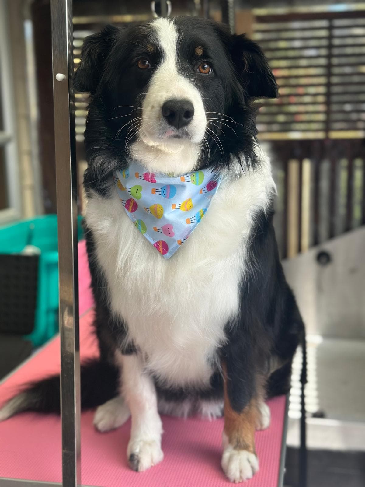 Dog grooming transformation at Pawlished Pets Stratford - after photo 9, freshly groomed and styled