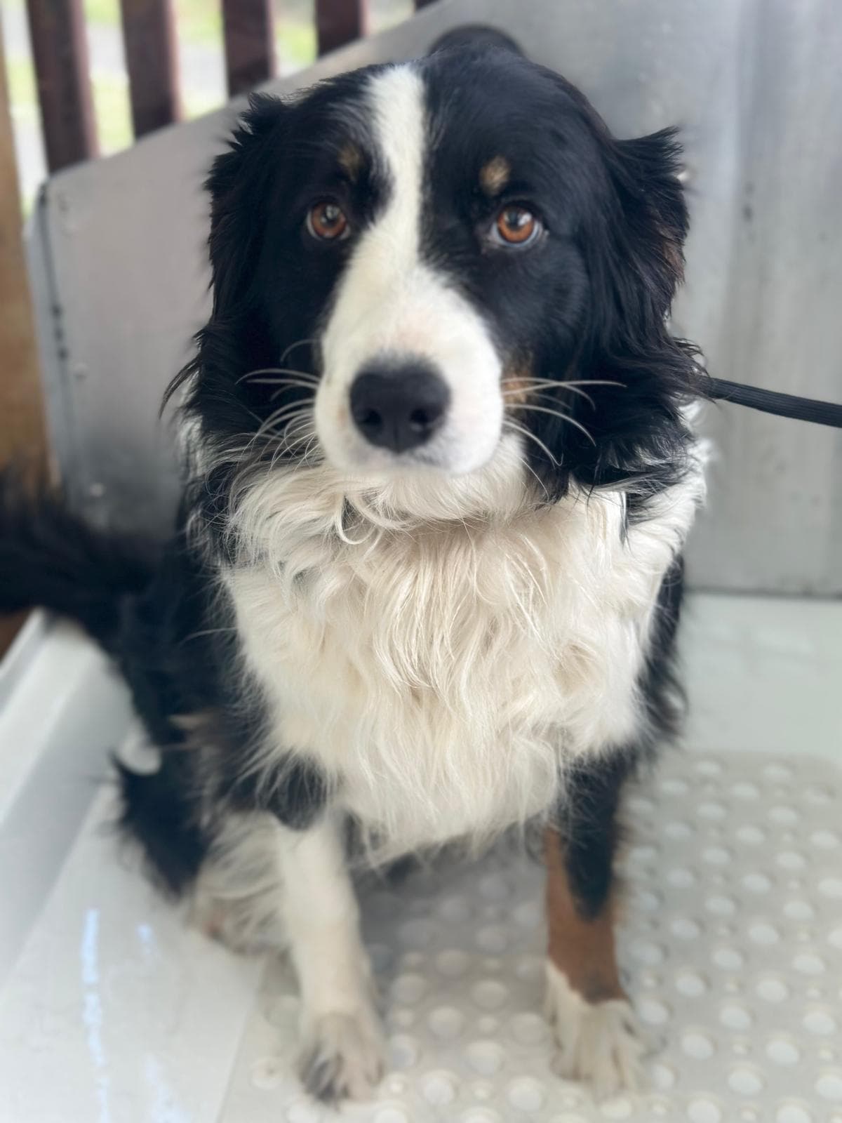 Dog grooming transformation at Pawlished Pets - before photo 9